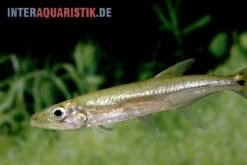 Zwerg-Barracuda-Salmler, Acestrorhynchus Cf. Minimus