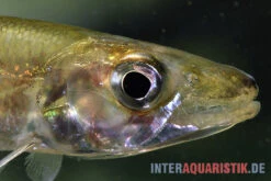Zwerg-Barracuda-Salmler, Acestrorhynchus Cf. Minimus -Zoofachgeschäft Zwerg Barracuda Salmler Acestrorhynchus cf minimus 3