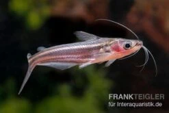 Zwerg-Haiwels, Pseudeutropius Moolenburghae -Zoofachgeschäft Zwerg Haiwels Pseudeutropius moolenburghae