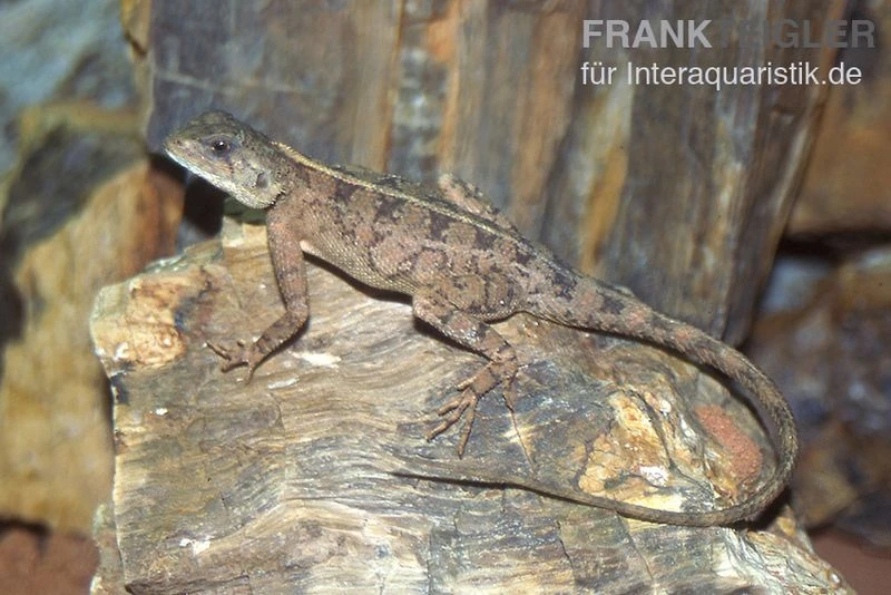 Zwergagame, Agama persimilis Zwergagame, Agama Persimilis -Zoofachgeschäft Zwergagame Agama persimilis 1