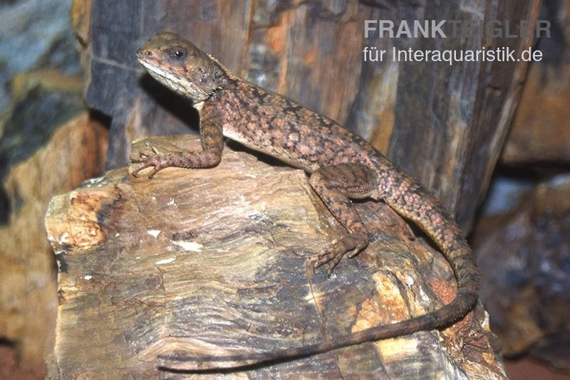 Zwergagame, Agama persimilis Zwergagame, Agama Persimilis -Zoofachgeschäft Zwergagame Agama persimilis 2