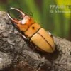 Zwerghirschkäfer, Prosopocoilus Occipitalis -Zoofachgeschäft Zwerghirschkaefer Prosopocoilus occipitalis 1