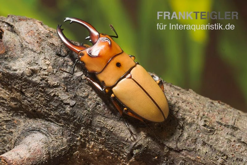 Zwerghirschkäfer, Prosopocoilus occipitalis Zwerghirschkäfer, Prosopocoilus Occipitalis -Zoofachgeschäft Zwerghirschkaefer Prosopocoilus occipitalis 1