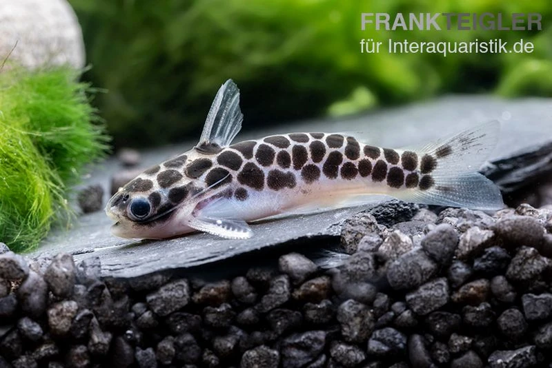 Zwergtrugdornwels, Centromochlus perugiae Zwergtrugdornwels, Centromochlus Perugiae -Zoofachgeschäft Zwergtrugdornwels Centromochlus perugiae 1