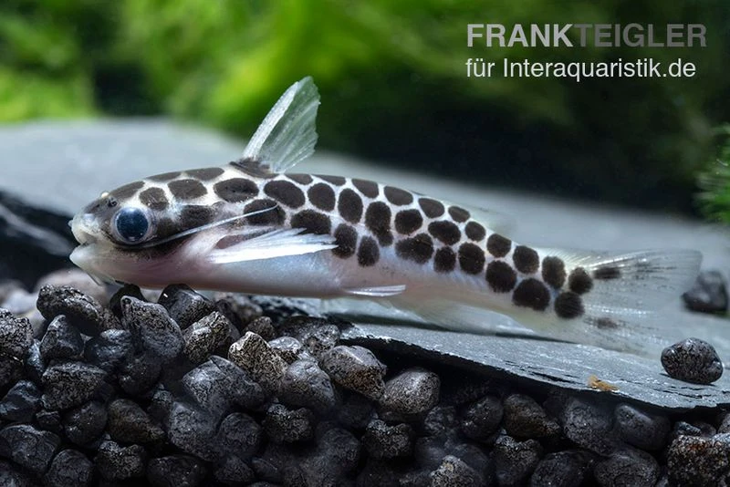 Zwergtrugdornwels, Centromochlus perugiae Zwergtrugdornwels, Centromochlus Perugiae -Zoofachgeschäft Zwergtrugdornwels Centromochlus perugiae 2