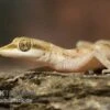 Zwergwüstengecko, Tropiocolotes Steudneri -Zoofachgeschäft Zwergwuestengecko Tropiocolotes steudneri 2