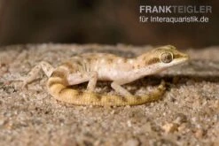 Zwergwüstengecko, Tropiocolotes Steudneri -Zoofachgeschäft Zwergwuestengecko Tropiocolotes steudneri
