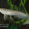 Arowana, Osteoglossum Bicirrhosum 1 Arowana, Osteoglossum Bicirrhosum -Zoofachgeschäft arowana Osteoglossum bicirrhosum
