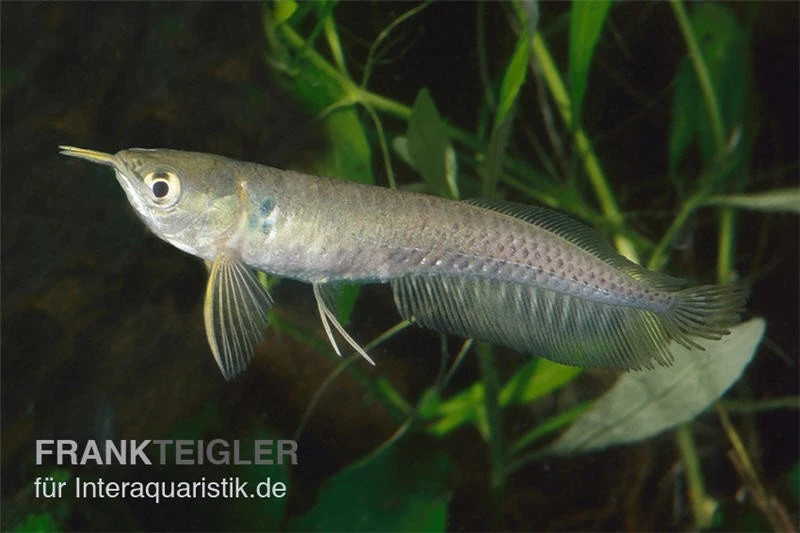 Arowana, Osteoglossum bicirrhosum Arowana, Osteoglossum Bicirrhosum -Zoofachgeschäft arowana Osteoglossum bicirrhosum