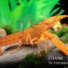 Goldener Cherax, Cherax Cf. Snowden -Zoofachgeschäft cherax Gold m
