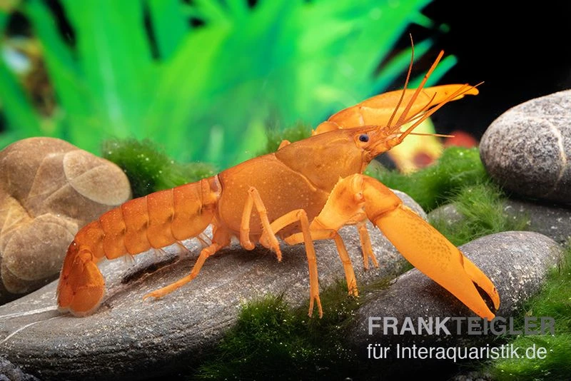 Goldener Cherax, Cherax cf. snowden Goldener Cherax, Cherax Cf. Snowden -Zoofachgeschäft cherax Gold m
