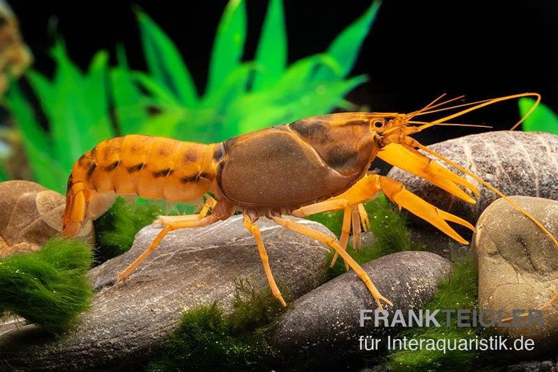 Goldener Cherax, Cherax cf. snowden Goldener Cherax, Cherax Cf. Snowden -Zoofachgeschäft cherax cf snowden