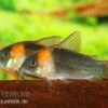Dreieckspanzerwels, Corydoras Eques Tefe 1 Dreieckspanzerwels, Corydoras Eques Tefe -Zoofachgeschäft corydoras eques tefe