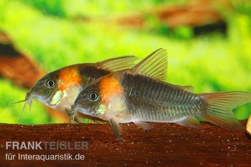 Dreieckspanzerwels, Corydoras eques tefe Dreieckspanzerwels, Corydoras Eques Tefe -Zoofachgeschäft corydoras eques tefe