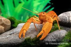 Goldener Cherax, Cherax Cf. Snowden 4 Goldener Cherax, Cherax Cf. Snowden -Zoofachgeschäft goldener krebs cherax cf snowden