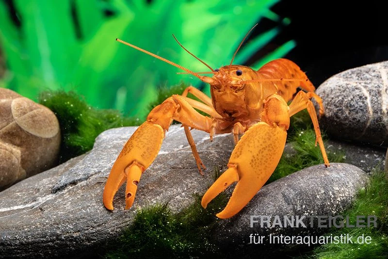 Goldener Cherax, Cherax cf. snowden Goldener Cherax, Cherax Cf. Snowden -Zoofachgeschäft goldener krebs cherax cf snowden