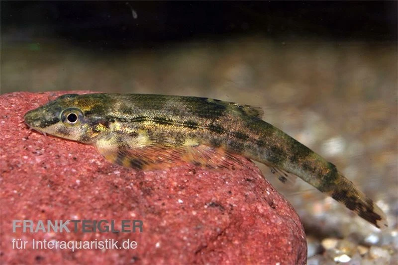 Tweedies Prachtflossensauger, Homaloptera tweedei Tweedies Prachtflossensauger, Homaloptera Tweedei -Zoofachgeschäft homaloptera tweedei Tweedies Prachtflossensauger