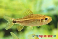 Fleckenschwanzsalmler, Crenuchus Spilurus -Zoofachgeschäft ia crenuchus spilurus brasilien frau4