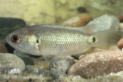 Kletterfisch, Anabas Testudineus -Zoofachgeschäft kletterfisch Anabas testudineus