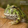 Pacman-Frog, Schmuckhornfrosch, Ceratophrys Cranwelli -Zoofachgeschäft schmuckhornfrosch pacman frog