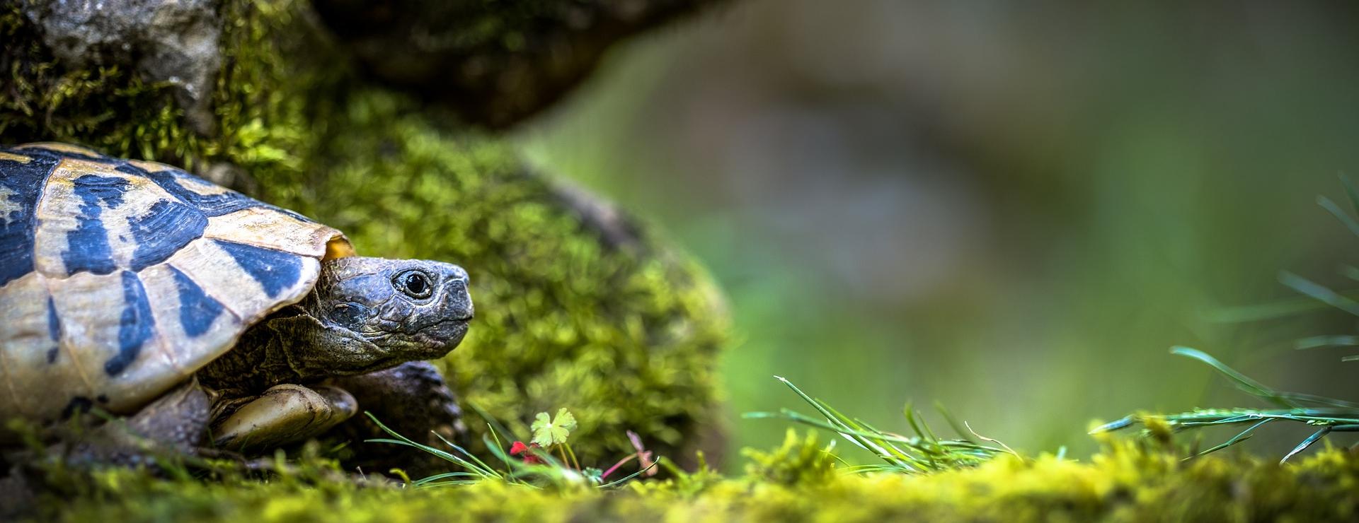 Zoofachgeschäft -Zoofachgeschäft turtle 3340266 1920